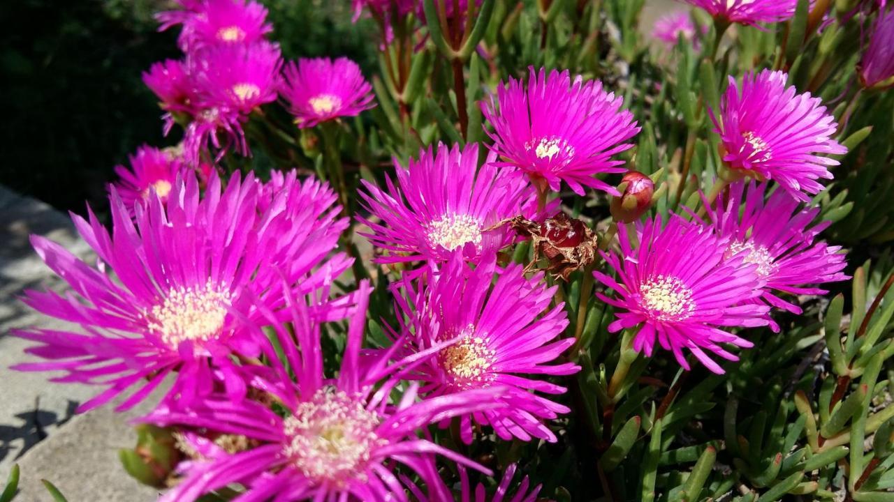 Garden Fiorella Чинізі Екстер'єр фото